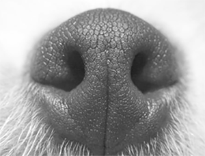 健康な犬の鼻の写真