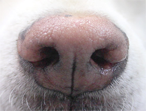 健康な犬の鼻の写真