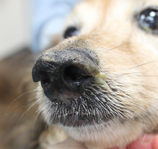 犬ジステンパー