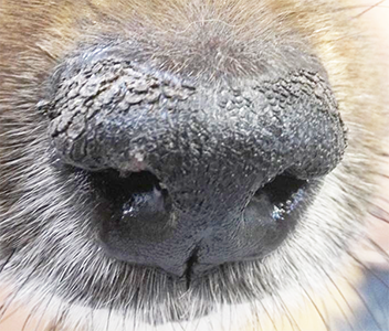 犬ジステンパーの写真