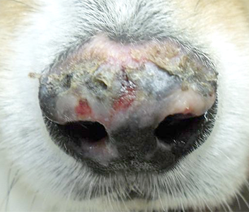 自己免疫疾患の犬の鼻