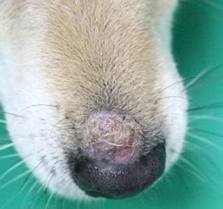 犬の鼻の脱毛の写真