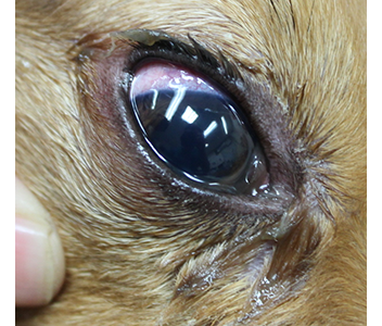 涙管閉塞で涙の量が増加しているの犬の写真