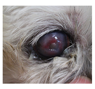 犬の角膜潰瘍