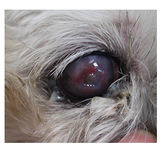 犬の角膜潰瘍の写真
