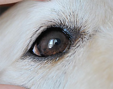 健康な犬の目の写真