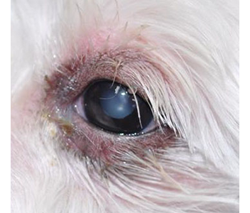 犬の眼瞼周囲炎