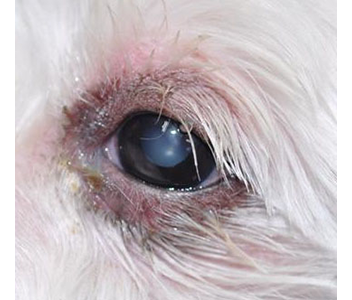 犬のアトピー性眼瞼炎の写真