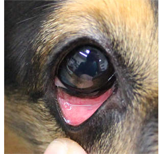 犬の結膜炎の写真