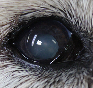 犬の白内障