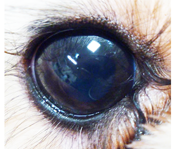 さかまつげの犬 眼瞼内反症の犬の写真