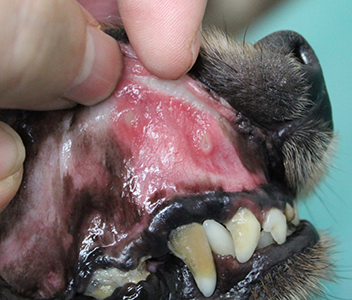 口内炎により歯ぐきが赤く腫れている犬の口腔内の写真