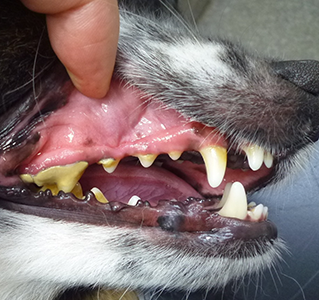 犬の歯石
