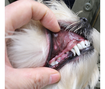 犬の犬歯の乳歯遺残を示す写真