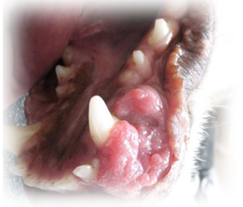 犬の口腔内腫瘍の写真