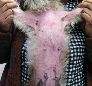 犬のマラセチア性皮膚炎