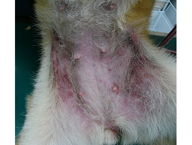 犬のアトピー性皮膚炎の写真