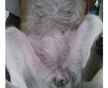 犬のアトピーー性皮膚炎の治療後の写真