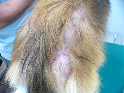 犬のノミアレルギー性皮膚炎の写真