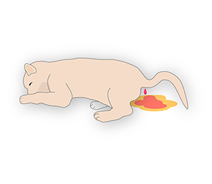 猫パルボウイルス感染症のイラスト