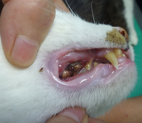 猫歯周炎の犬の写真