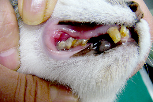 猫の歯周炎の写真
