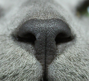 健康な猫の鼻の写真