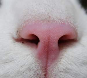 健康な猫の鼻の写真