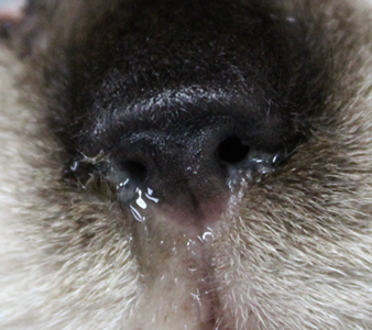 ヘルペスウイルス感染症の猫の写真