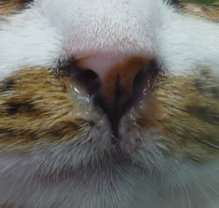 慢性副鼻腔炎の猫の写真