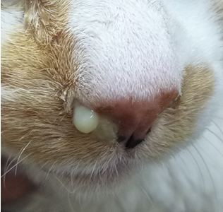 慢性副鼻腔炎の猫の写真