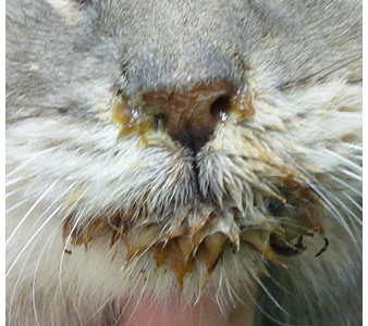 猫エイズによる慢性鼻炎の猫の写真