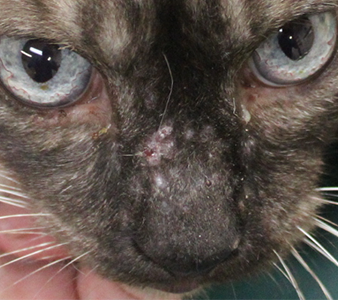 蚊による皮膚炎の猫の写真