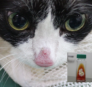 猫の皮膚真菌症の写真