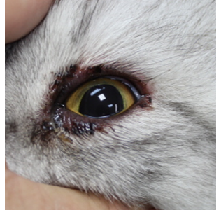 眼瞼炎の猫の写真