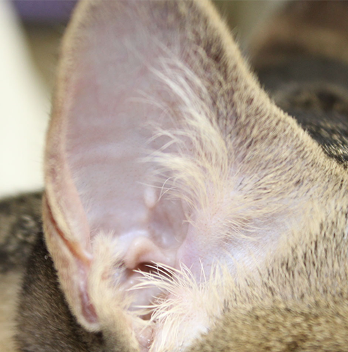 健康な猫の耳の写真