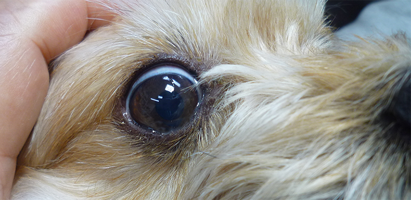 健康な犬の目の写真