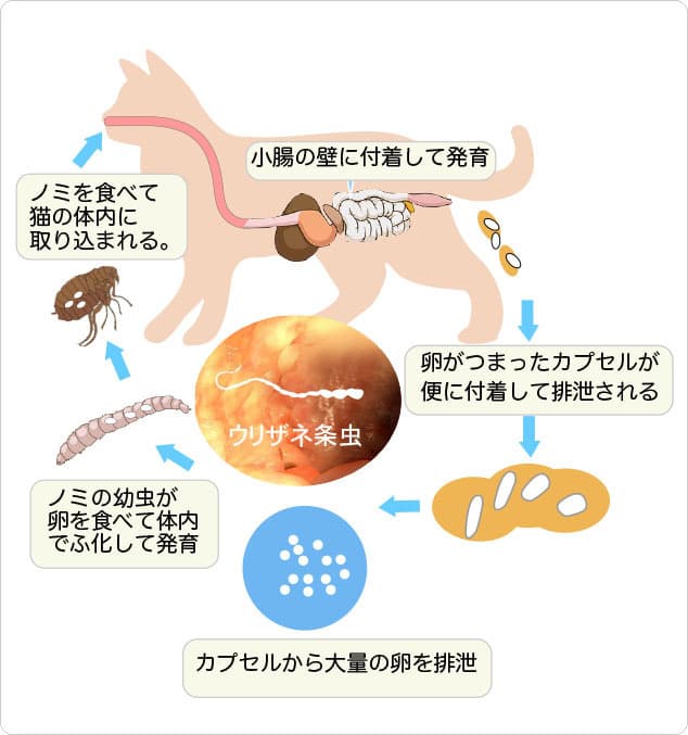 ウリザネ条虫の感染の仕組みを説明したイラスト