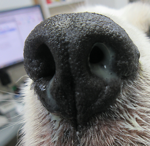 慢性副鼻腔炎で膿性鼻汁を流している犬の写真