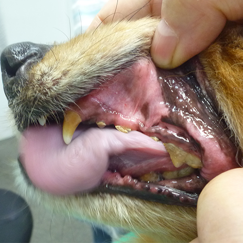 歯石が沈着した犬の歯の写真