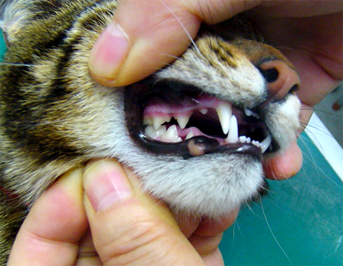 健康な猫の歯と歯ぐきの写真