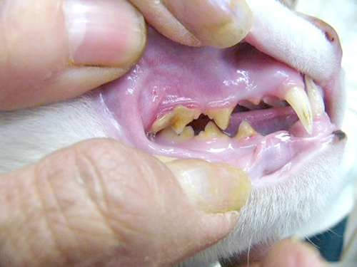 歯石が沈着して歯が茶色に変色した猫の写真