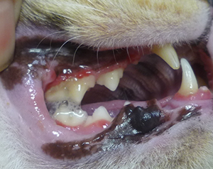 歯石の沈着により歯肉炎、歯周炎をおこしている猫の写真