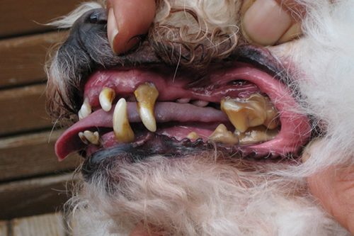重度に歯石が沈着した犬の写真