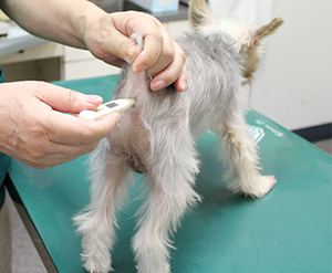 体温計を使って直腸で体温を測定している犬の写真