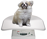 犬の体重測定