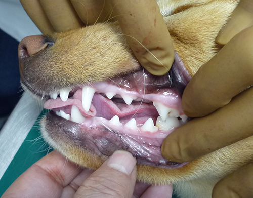健康な犬の歯