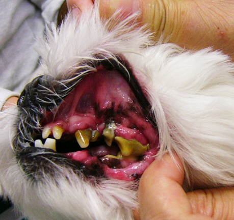 犬の歯周囲炎