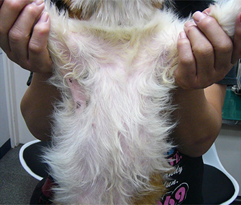 犬のマラセチア皮膚炎の治療後の写真