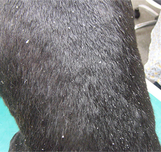 犬の皮膚病のチェック セントラル動物病院 犬の皮膚病のチェック セントラル動物病院
